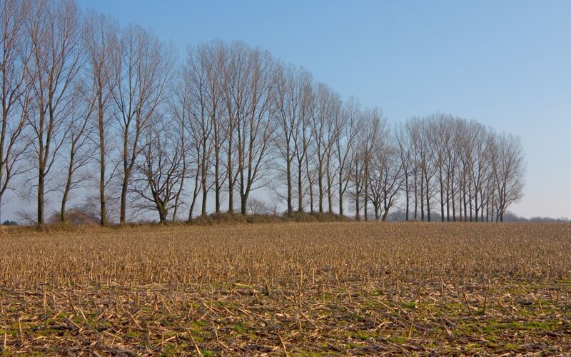 Bare trees in a harvested field