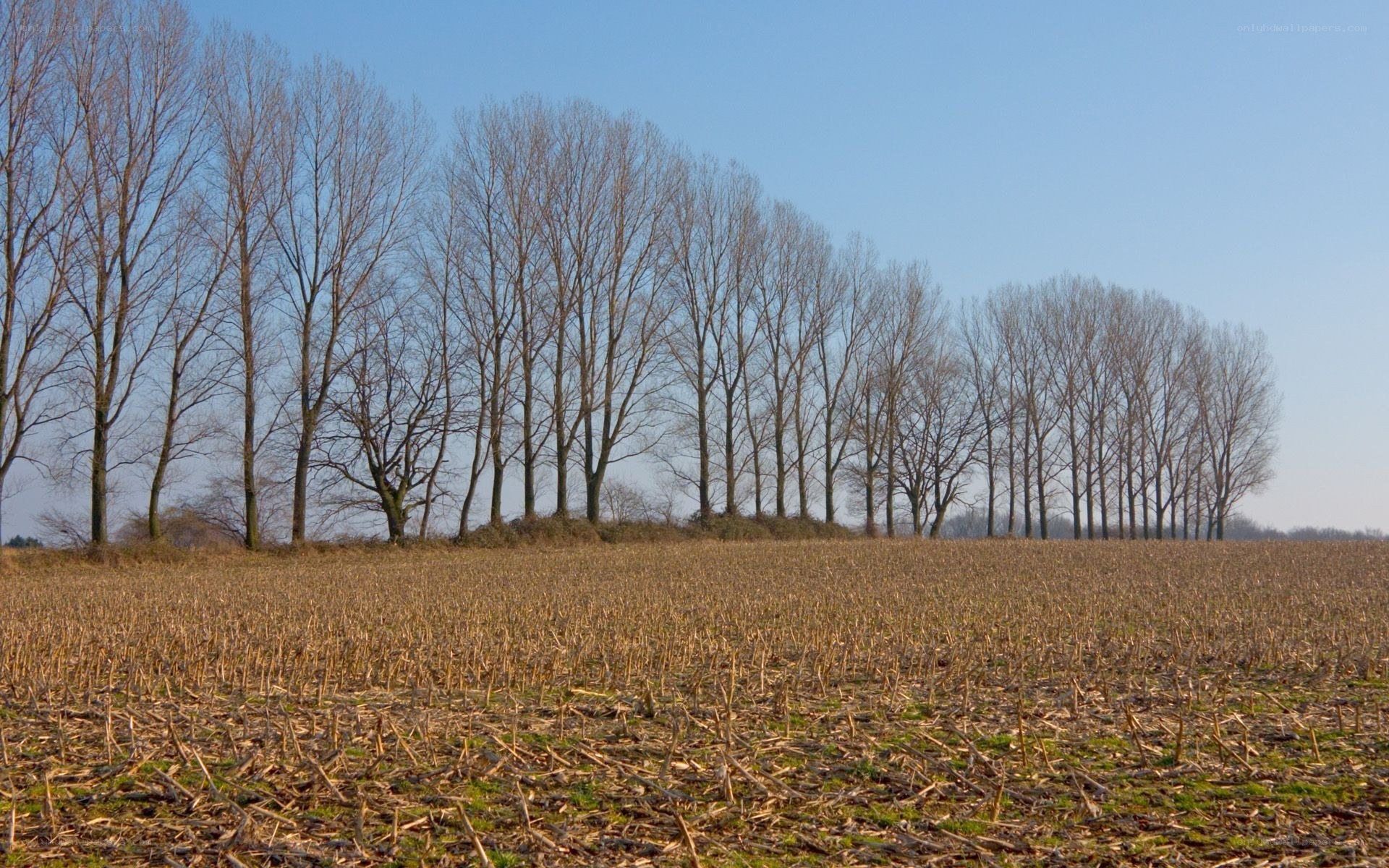 Bare trees in a harvested field