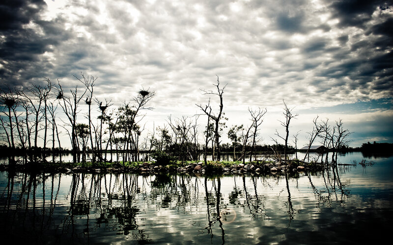 Bare trees in a lake