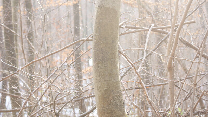 bare trees in a misty forest