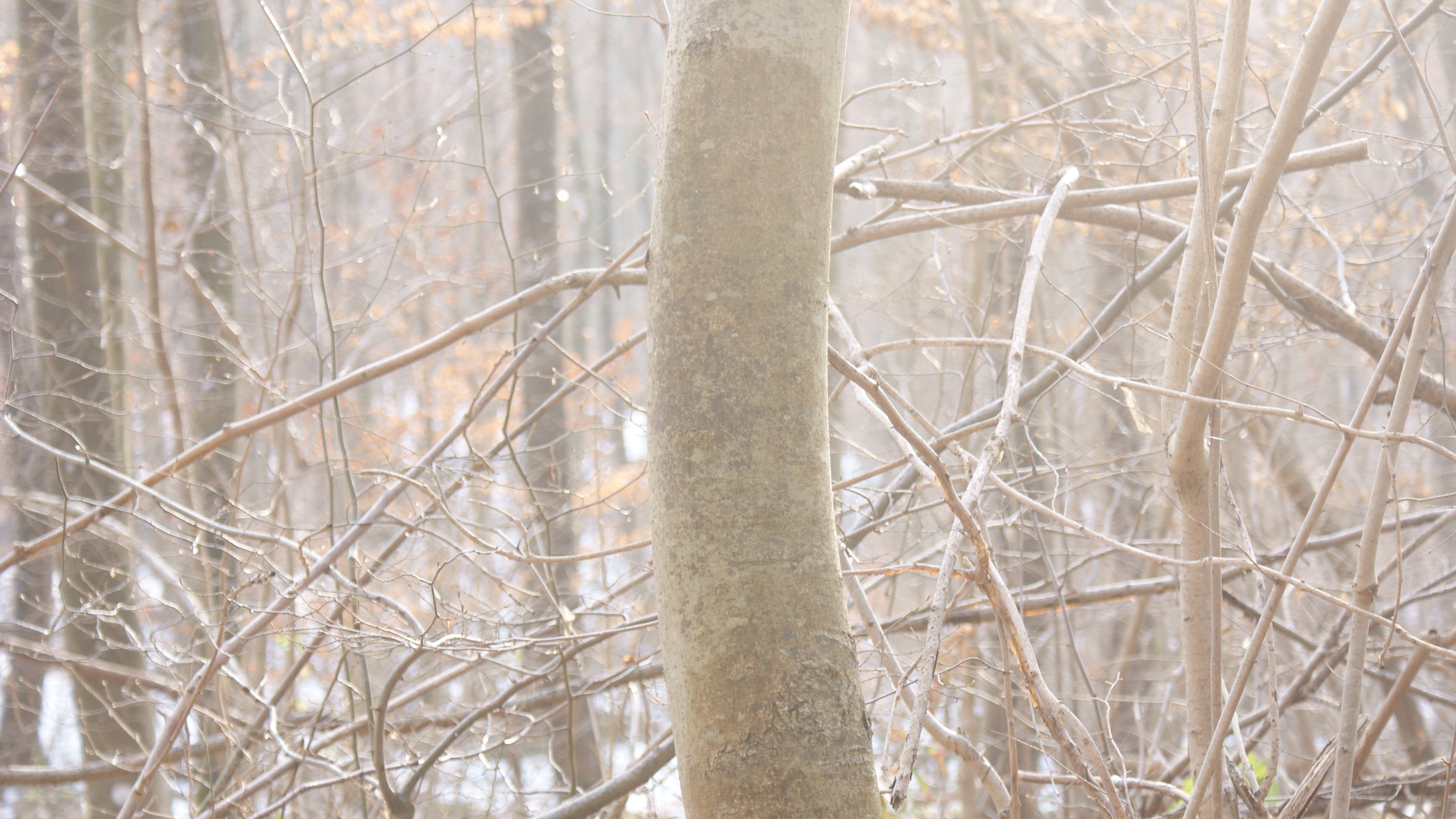 bare trees in a misty forest