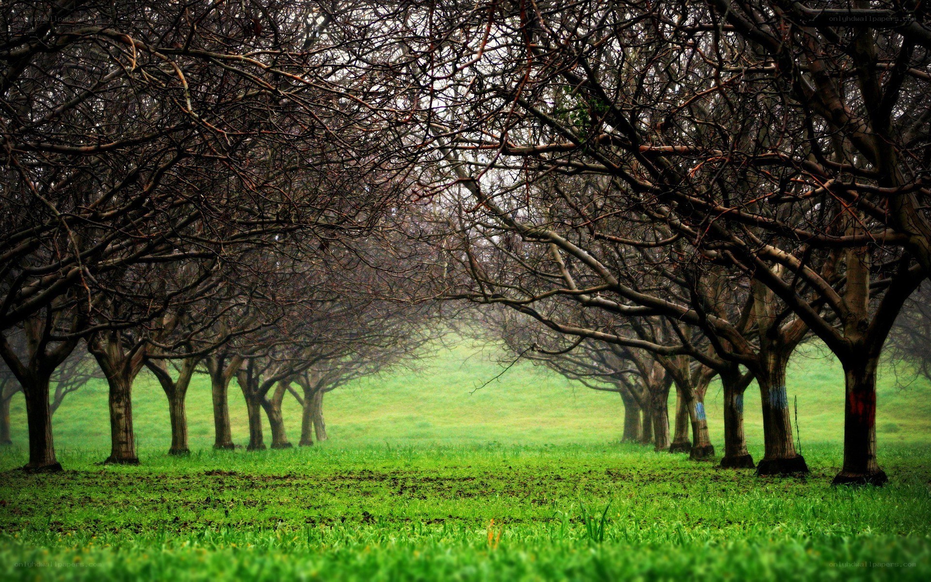 Bare trees in a misty orchard
