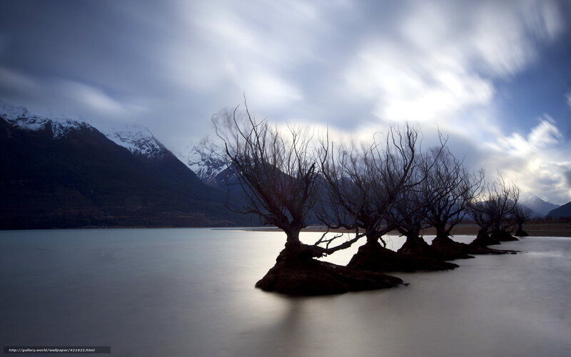 Bare trees in a mountain lake