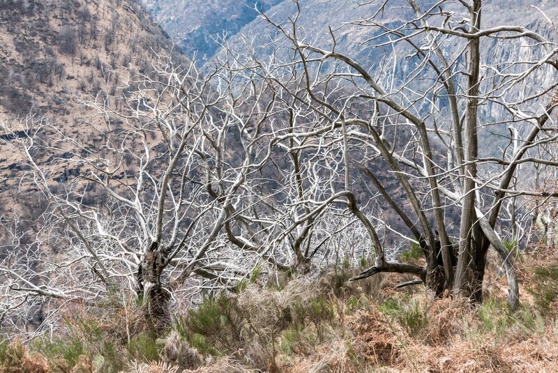Bare trees in a mountain valley