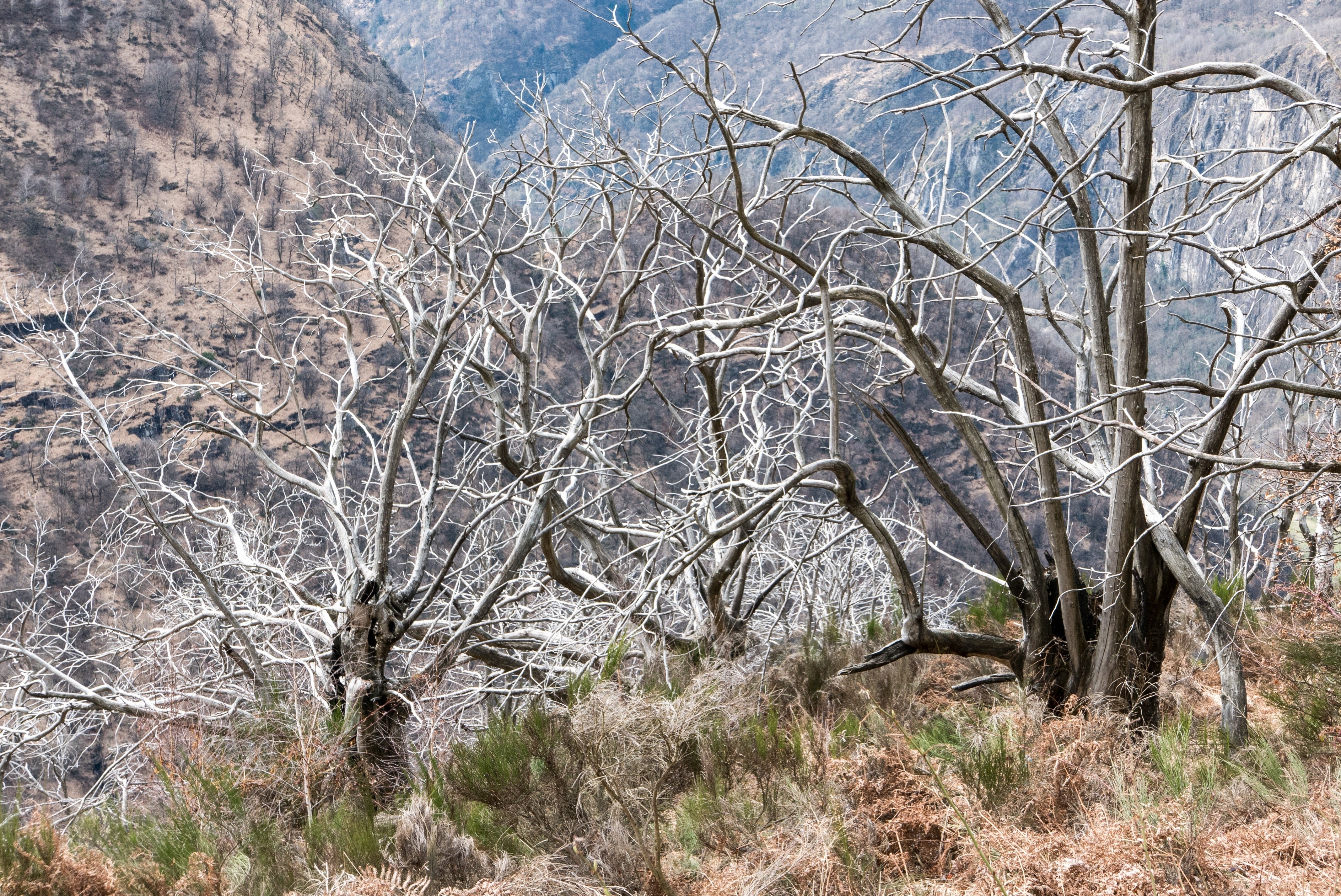 Bare trees in a mountain valley