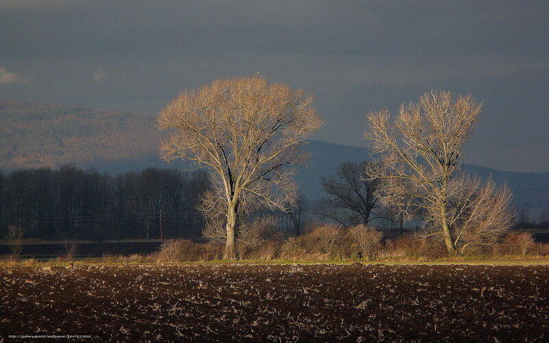Bare Trees in a Plowed Field