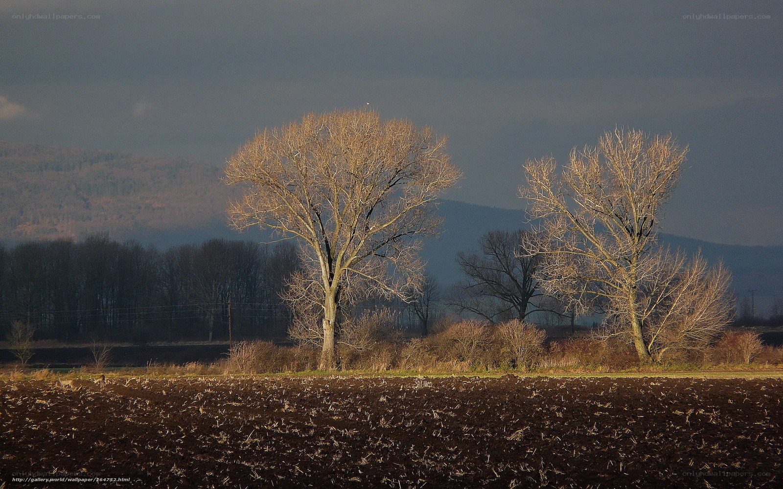 Bare Trees in a Plowed Field
