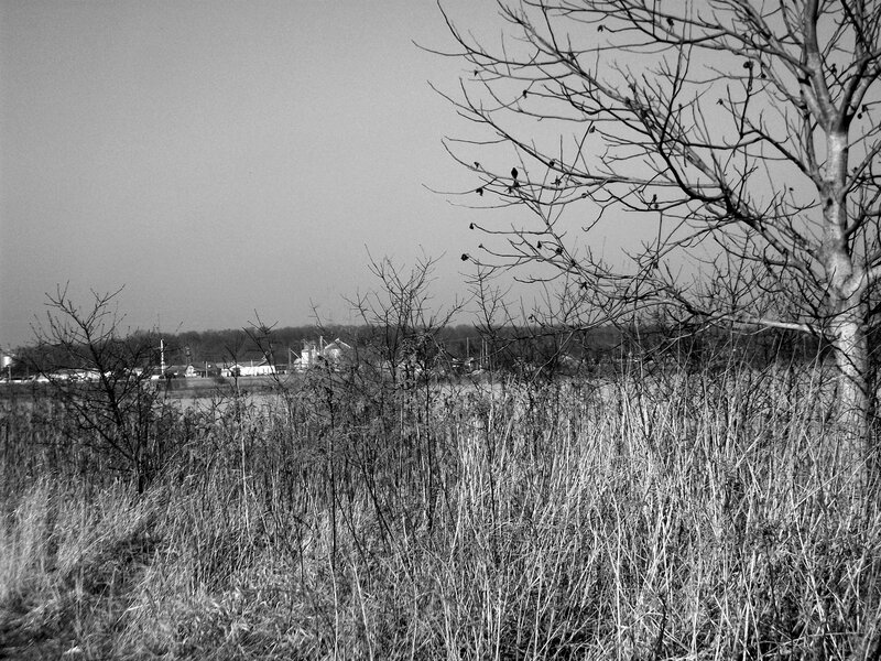 Bare trees in a rural landscape