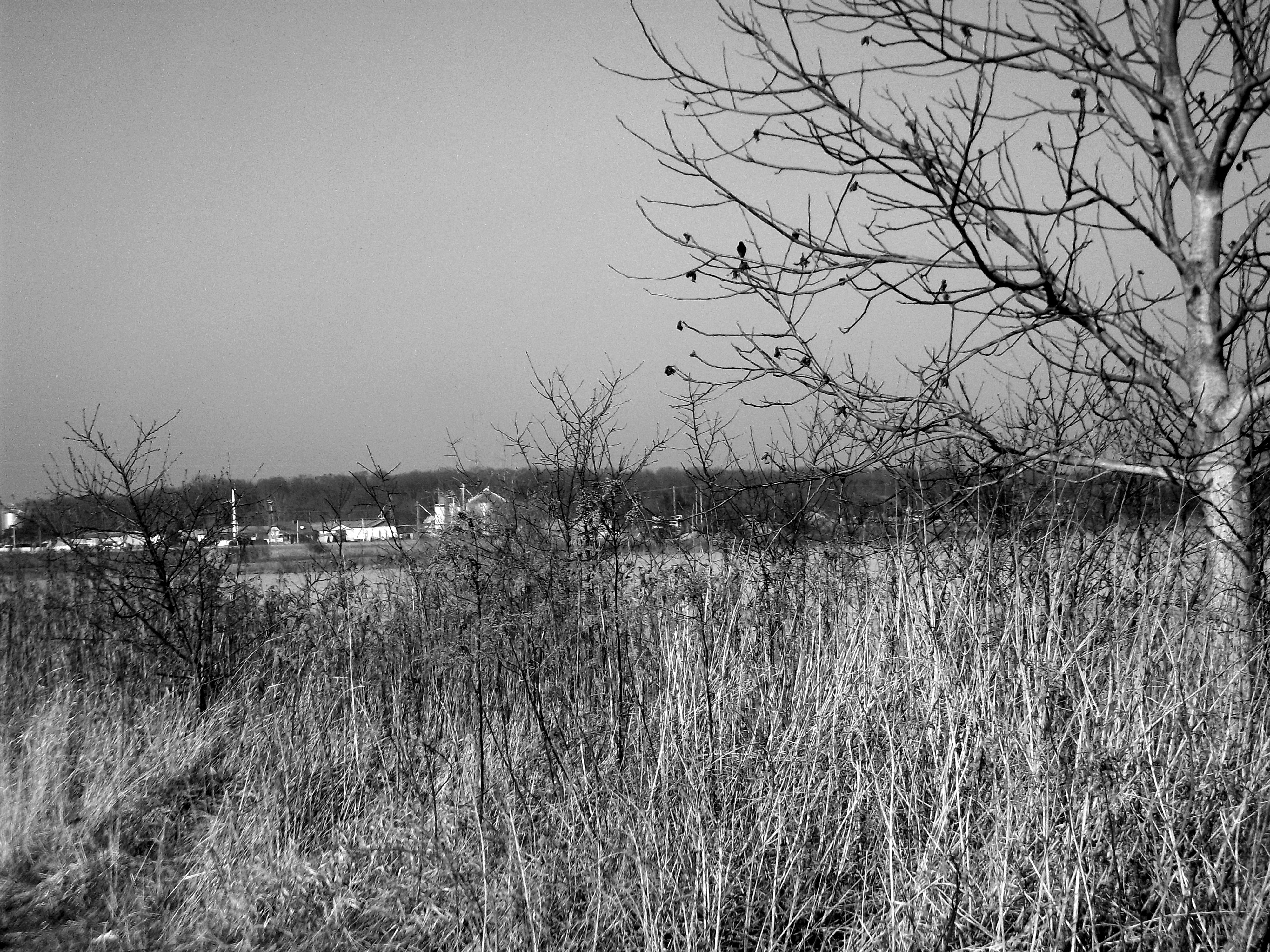 Bare trees in a rural landscape
