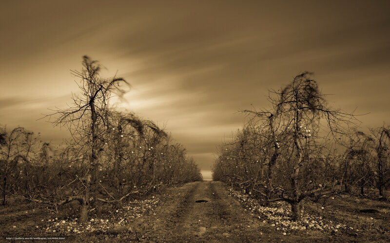Bare Trees in a Sepia Orchard