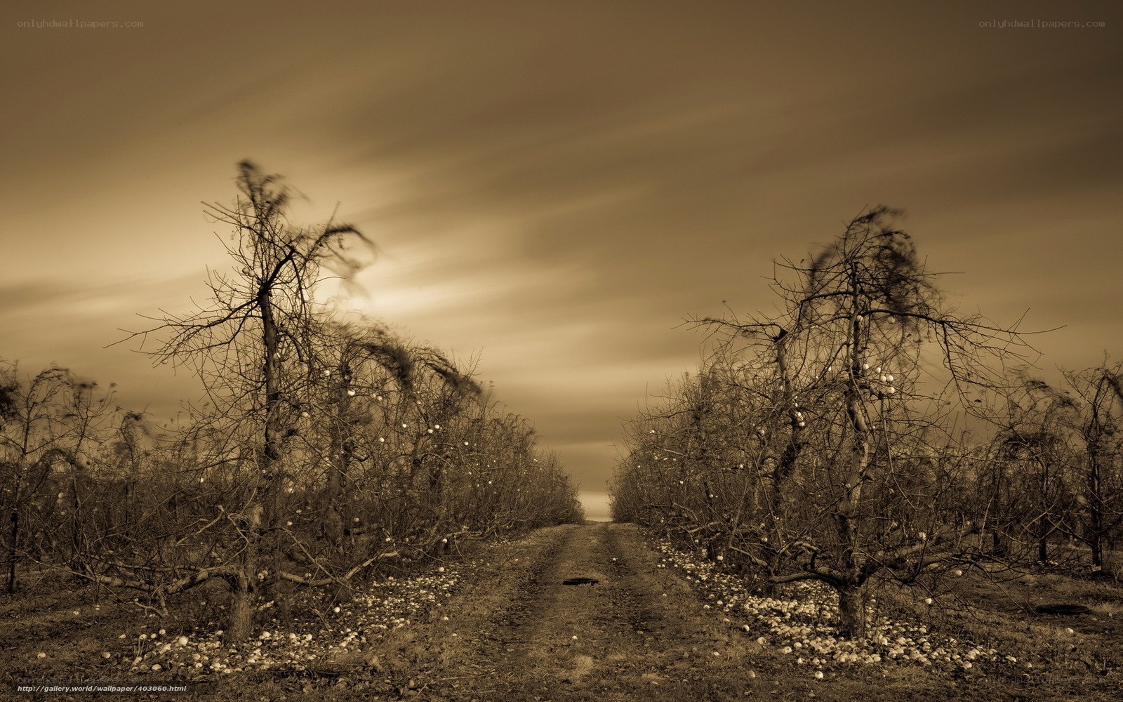 Bare Trees in a Sepia Orchard