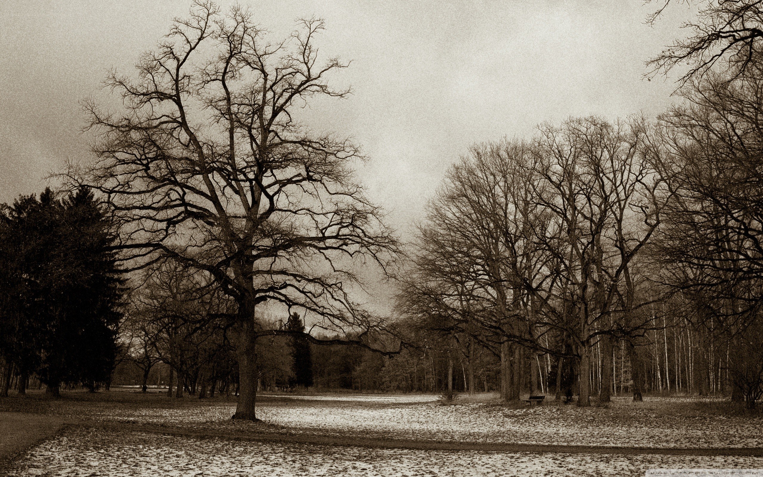 Bare trees in a snowy park