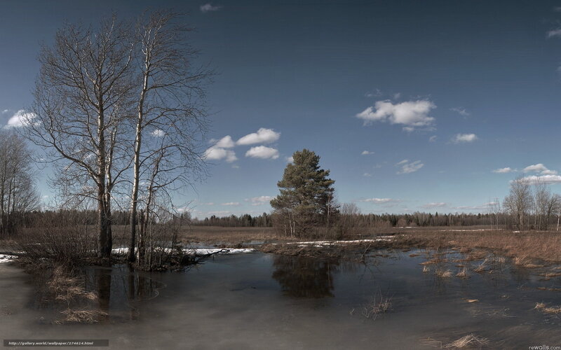 Bare Trees in a Wetland