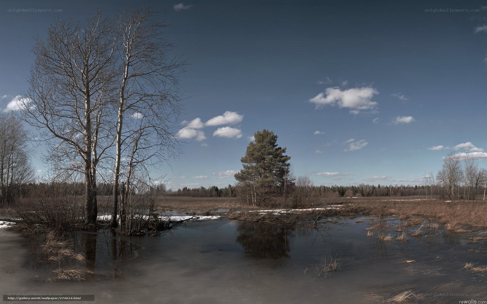 Bare Trees in a Wetland