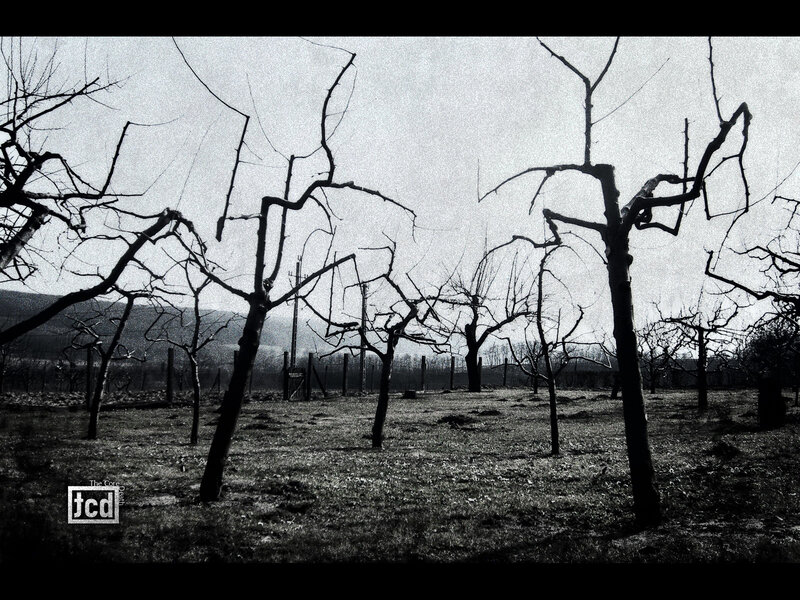 Bare trees in a winter orchard