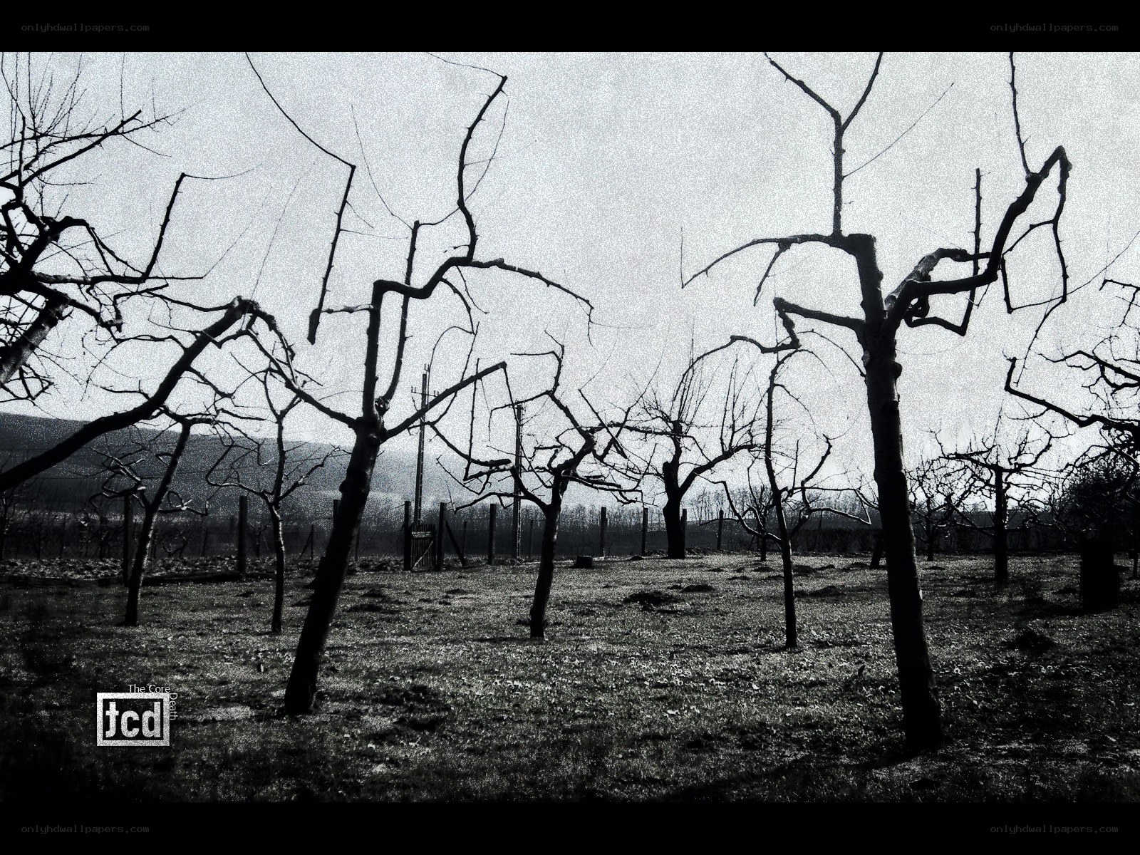 Bare trees in a winter orchard
