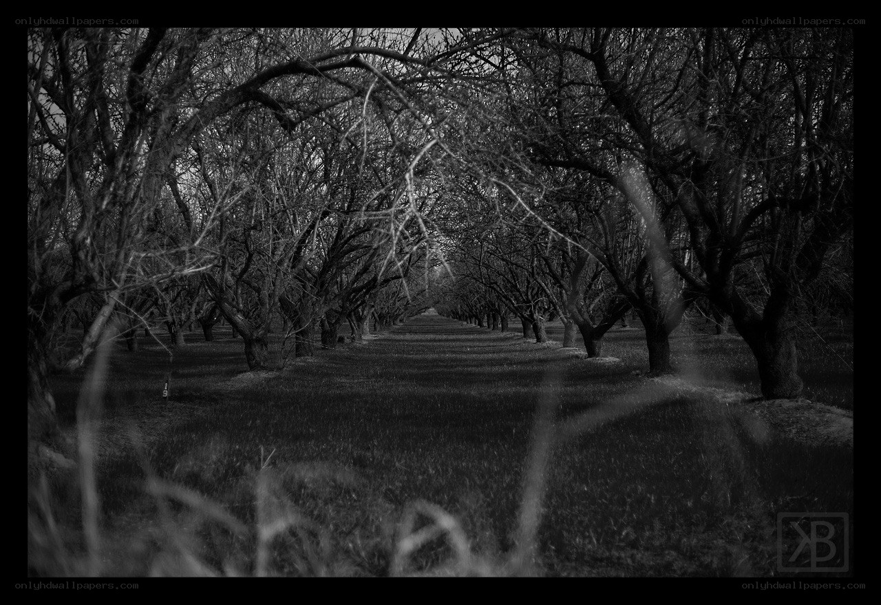 Bare Trees in an Orchard