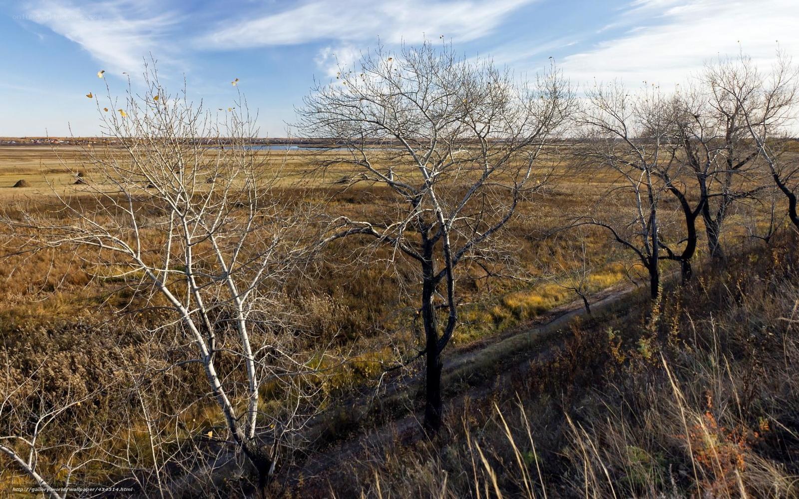 Bare trees in autumn field
