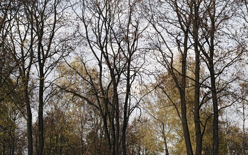 Bare trees in autumn forest