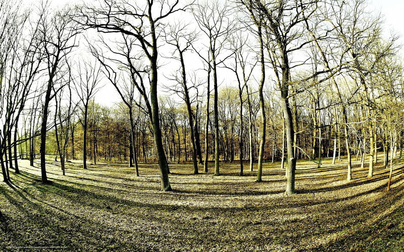 Bare trees in autumn forest