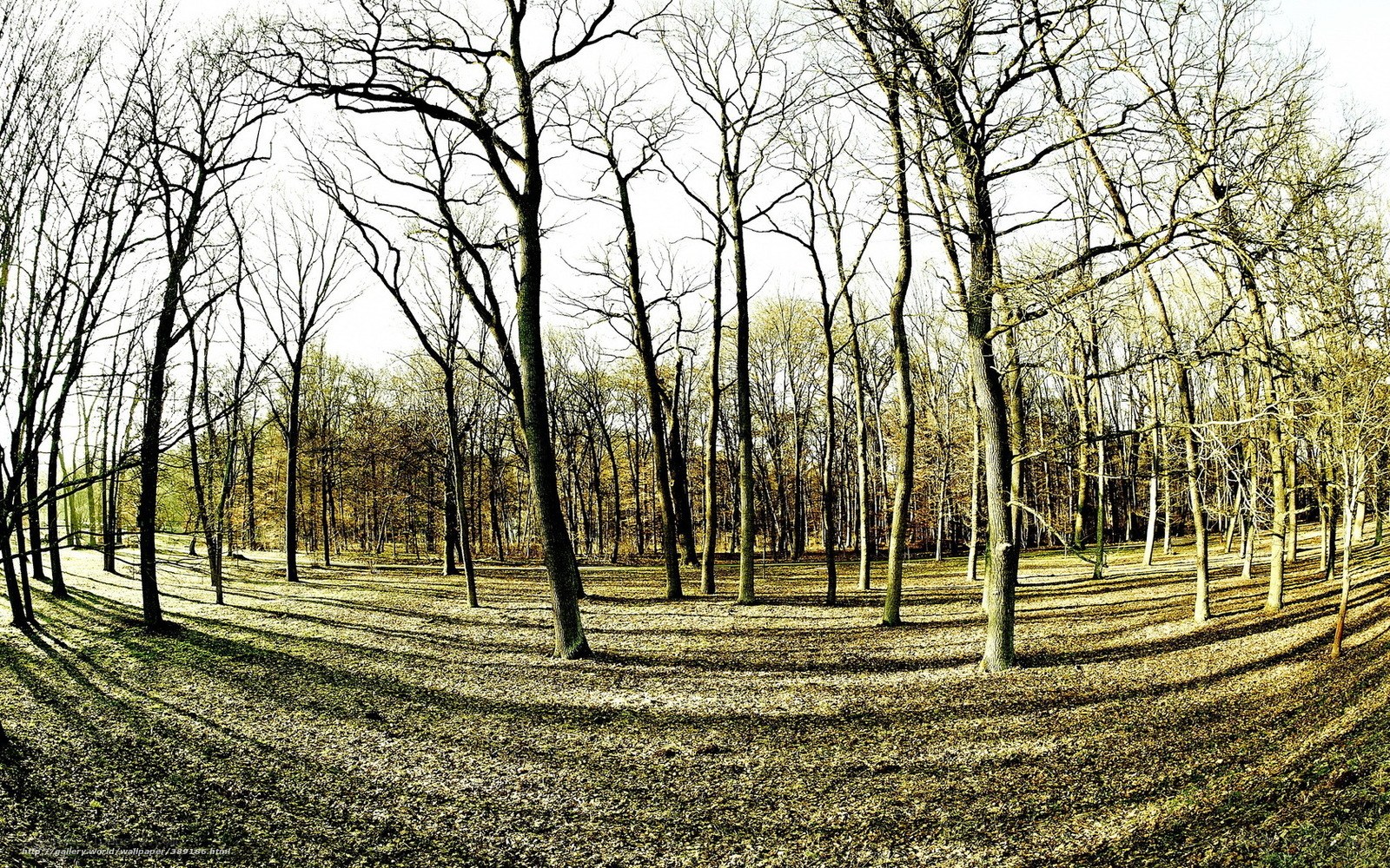 Bare trees in autumn forest