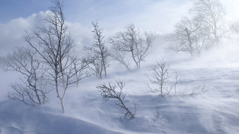 Bare Trees in Blizzard