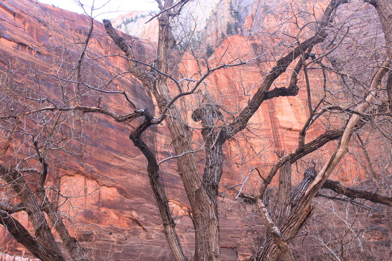 Bare Trees in Canyon