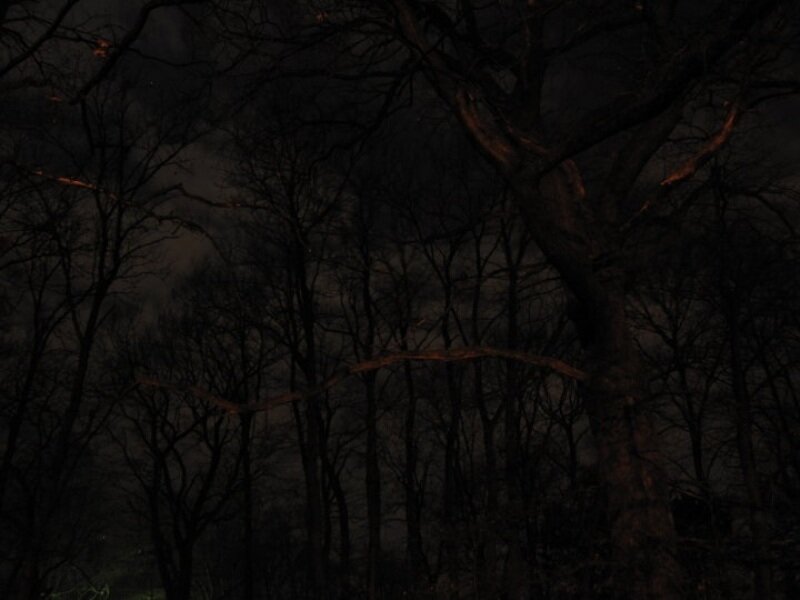 Bare Trees in Dark Forest