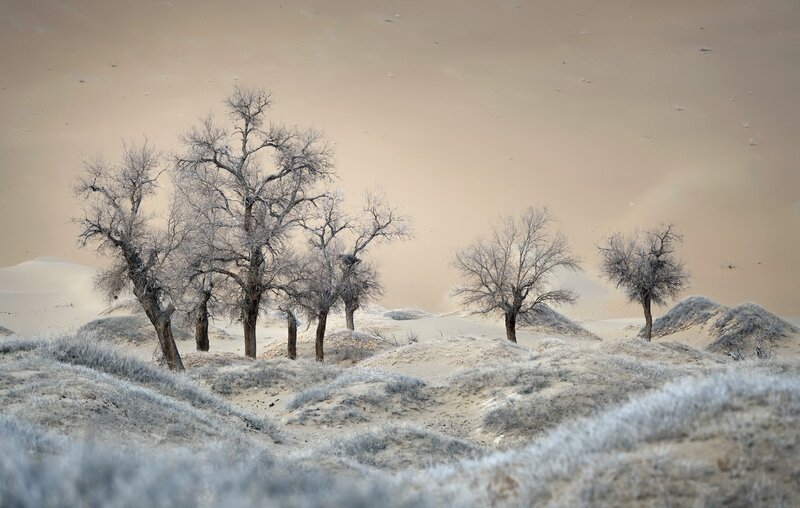 Bare Trees in Desert