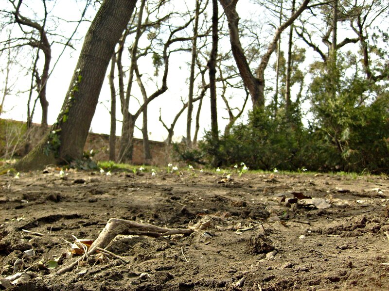 Bare Trees in Early Spring