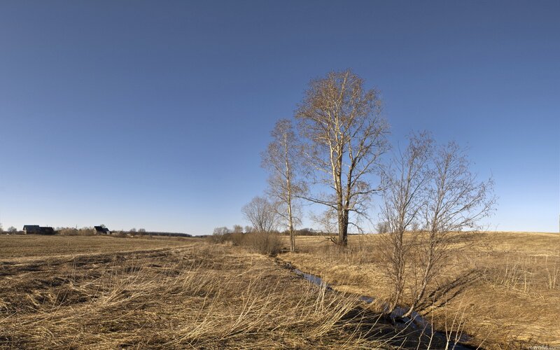 Bare Trees in Field — Blue, Serene