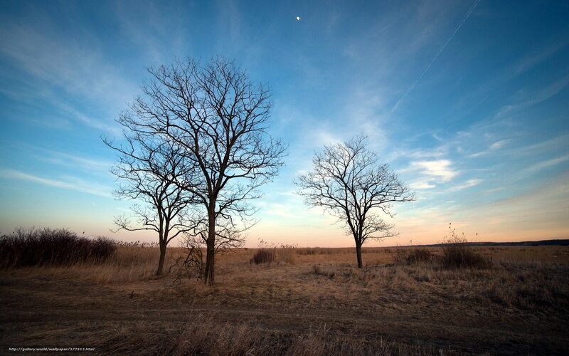 Bare Trees in Field — Blue