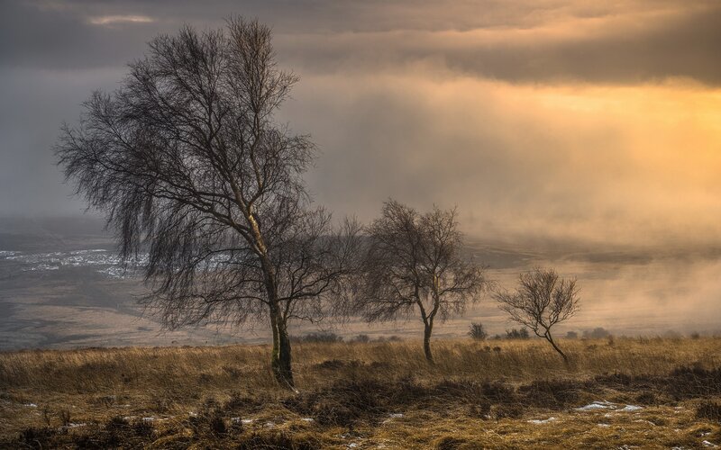 Bare Trees in Field — Brown, Dramatic