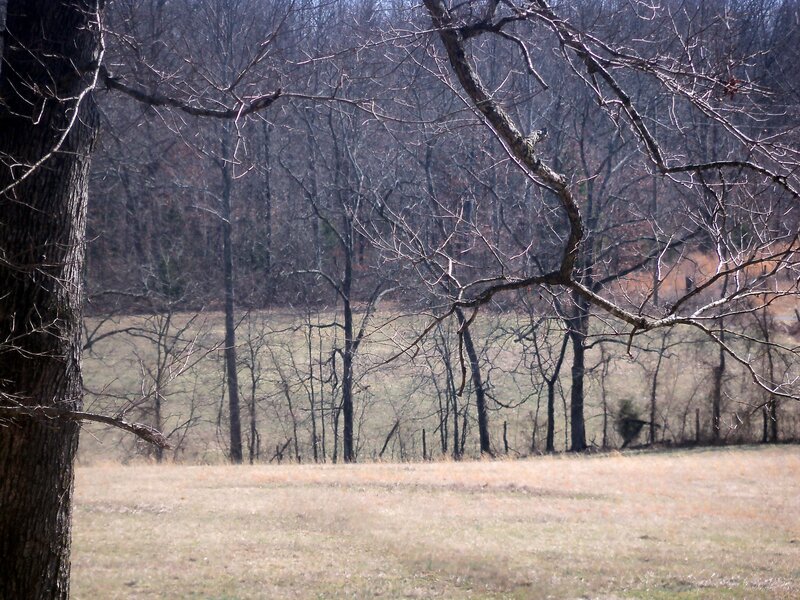 Bare Trees in Field — Brown