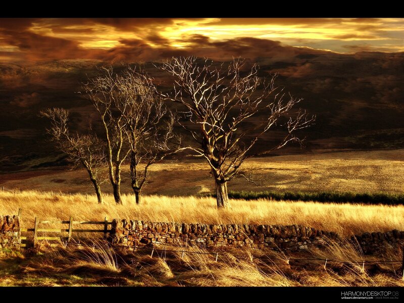 Bare Trees in Field — Gold