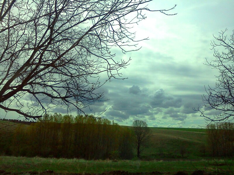 Bare Trees in Field — Green, Overcast