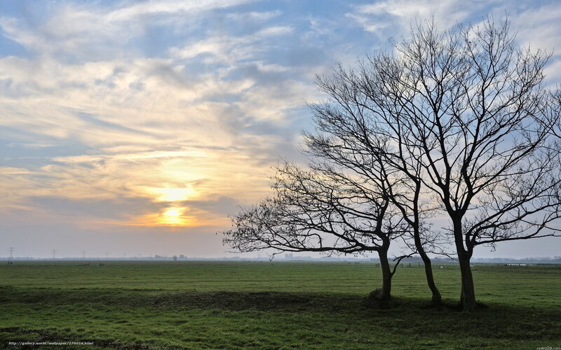 Bare Trees in Field — Green, Serene, Sunset