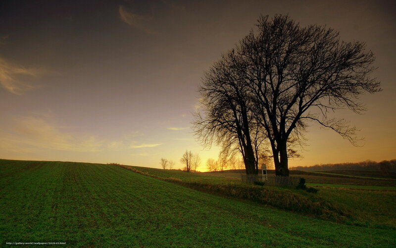 Bare Trees in Field — Green, Serene