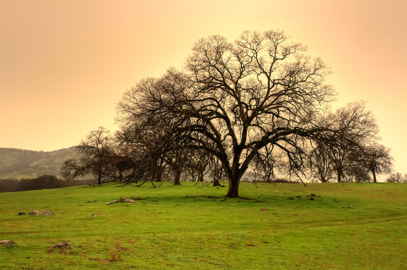 Bare Trees in Field — Green