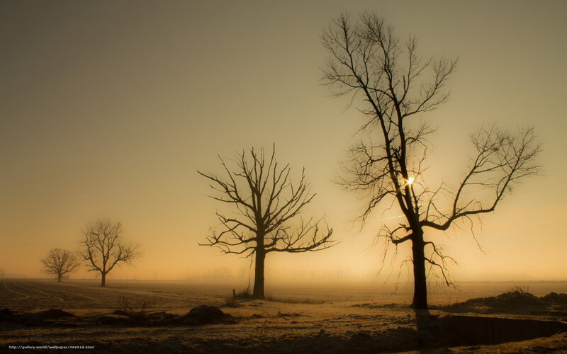 Bare Trees in Field — Orange, Serene