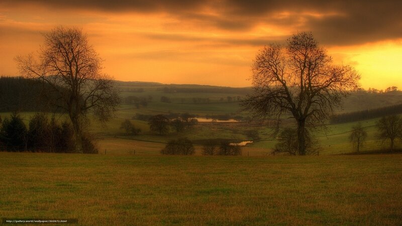 Bare Trees in Field — Orange