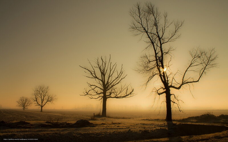 Bare Trees in Field — Yellow, Serene, Sunset
