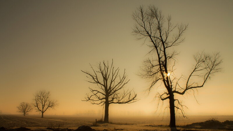 Bare Trees in Field — Yellow, Serene