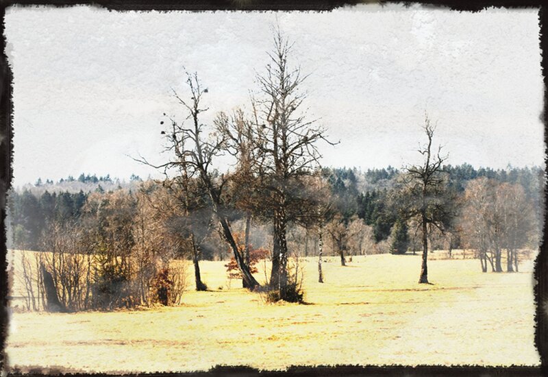 Bare Trees in Field — Yellow