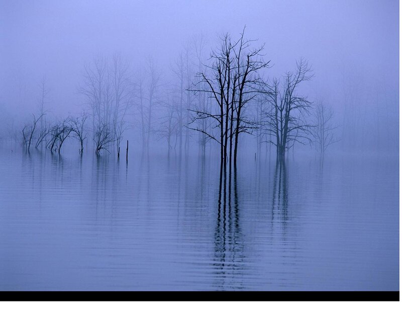 Bare Trees in Flooded Area