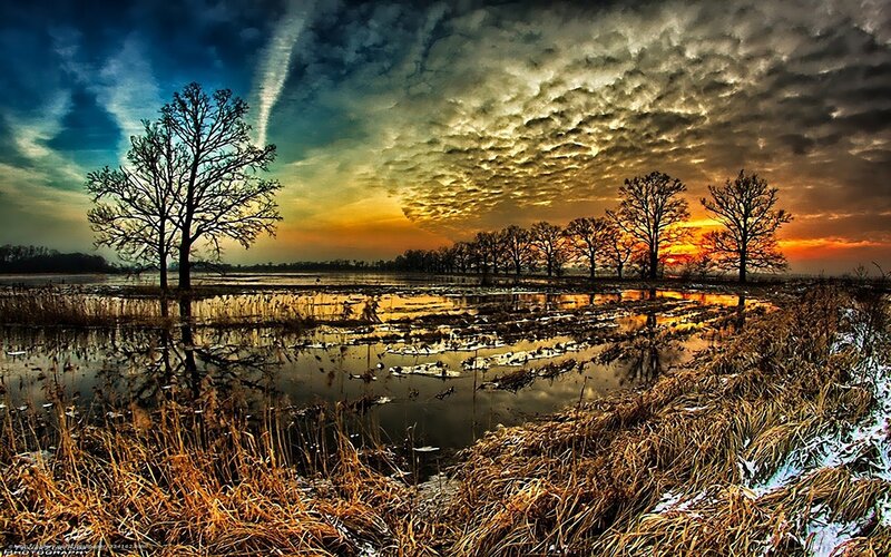 Bare Trees in Flooded Field — Orange, Dramatic
