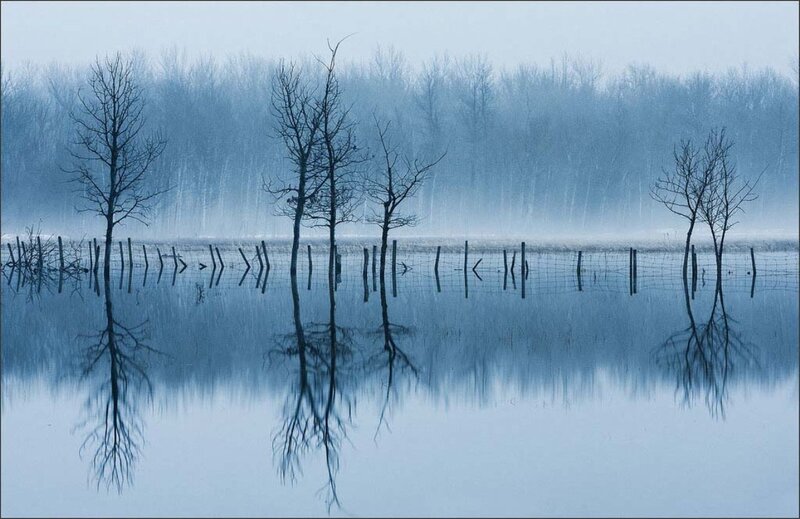 Bare Trees in Flooded Field
