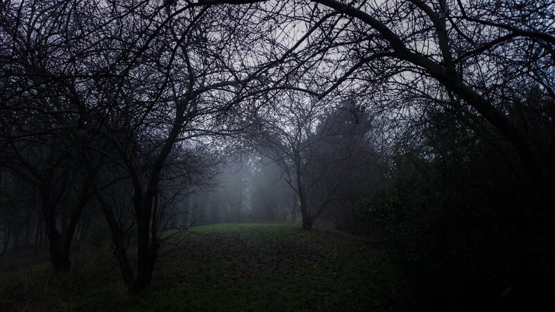 Bare Trees in Fog — Black, Dark, Mysterious