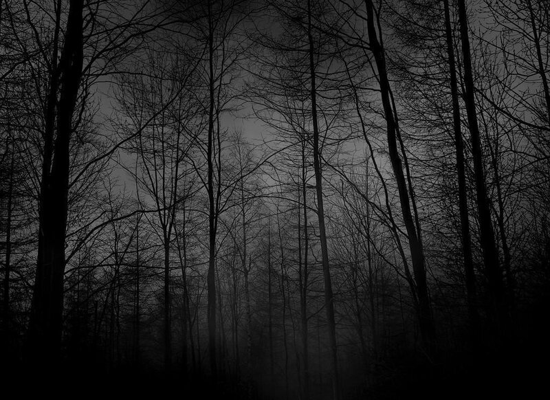 Bare Trees in Fog — Black, Dark, Night