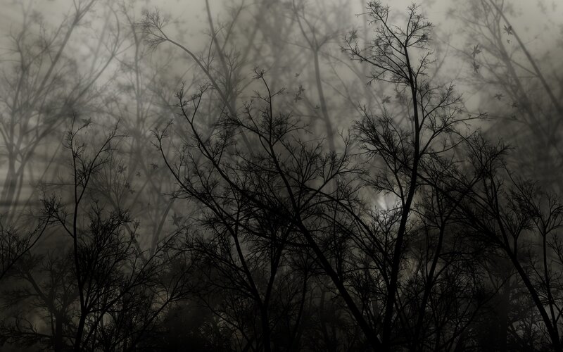 Bare Trees in Fog — Black, Dreary